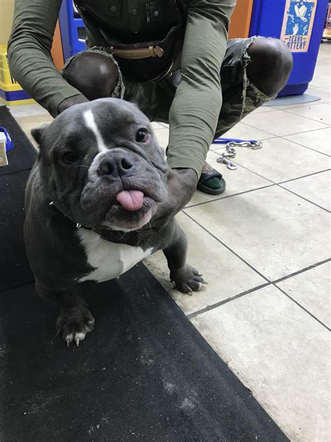 Pitbull Mixed With Bulldog