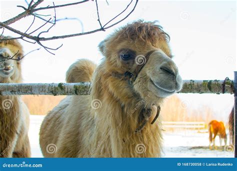 Camel In The Snow At Russian Zoo Stock Photo Image Of Camels