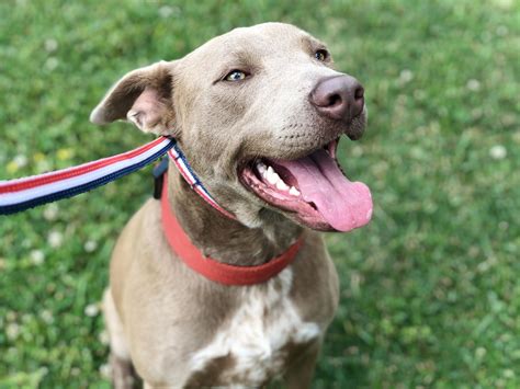 bell county texas animal shelter 10