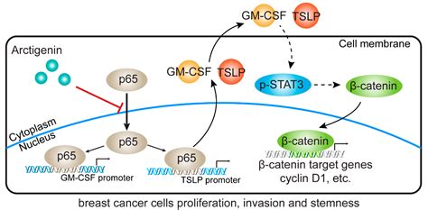 Ijms Free Full Text Arctigenin Attenuates Breast Cancer Progression