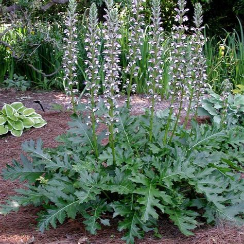 acanthus plant alchetron   social encyclopedia