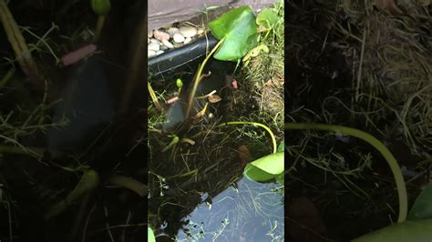 Tadpole Update 4 Growing Up Tadpole Predators Youtube