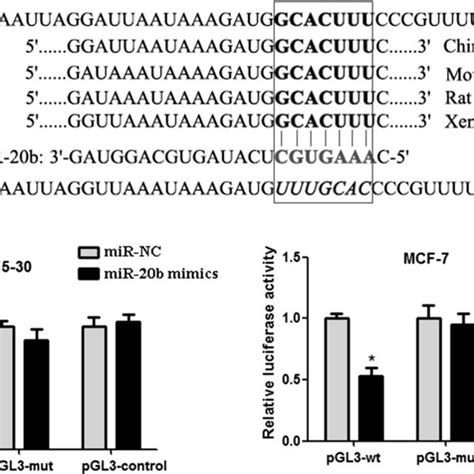 Mir B Directly Targets The Utr Of Pten A Sequence Alignment Of