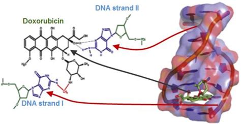 Shows The Binding Of Doxorubicin To The Nitrogenous Bases In DNA