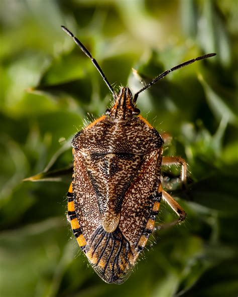 African Cluster Bug I Saw In The Park Yesterday R Entomology