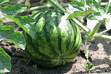 Во саду ли, в огороде | Vegetable garden design, Vegetable garden ...