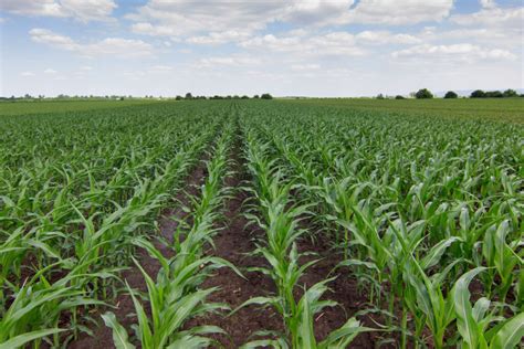 Growing Sweet Corn | Jung Seed’s Gardening Blog