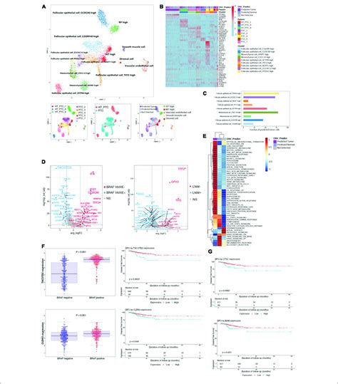 Reclustering Of Parenchymal Cells And Identification Of Malignant