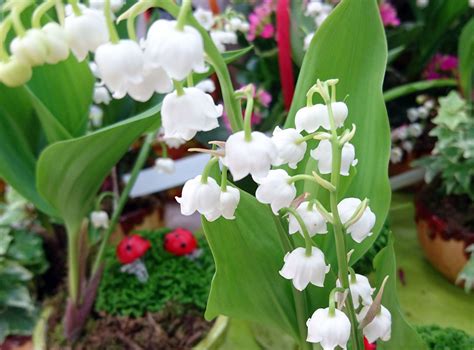 Er Mai Montpellier Achetez Votre Muguet Chez Un Fleuriste