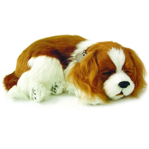cavalier king charles bundle perfect petzzz australia