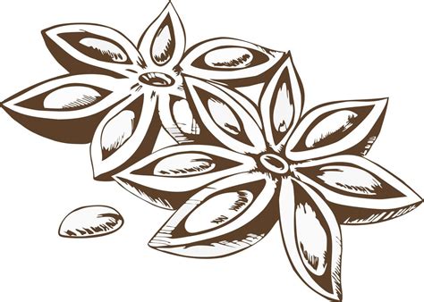 Hand Drawn Illustration Of Anise Star Anise 22187008 Vector Art At