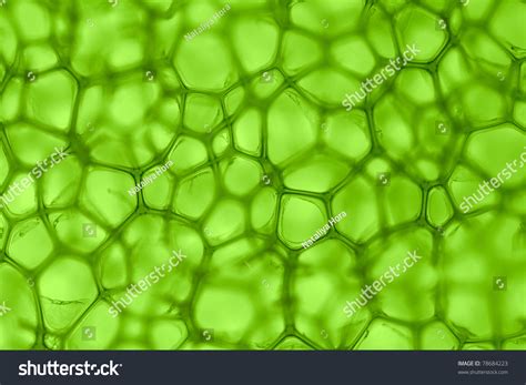 plant cell images stock  vectors shutterstock