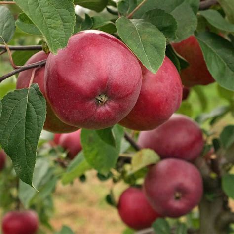 red delicious apple growing conditions  henry gale blog