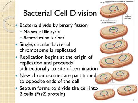 Ppt Ways Cells Divide Bacterial Cell Division Bacteria Divide By | The ...