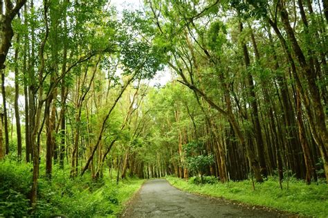 13 Gambar Wisata Hutan Pinus