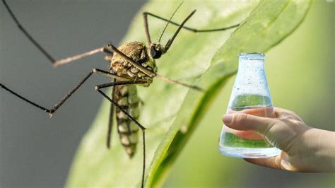 Samo 1 kap i nikad se nisam brže riješio komaraca Rimedi naturali