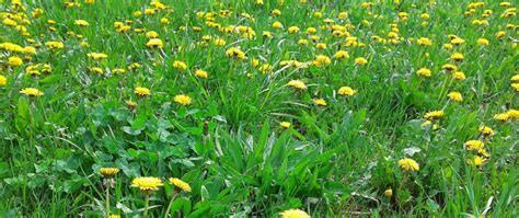 Understanding Different Weeds: A Comprehensive Guide to Common Weed ...