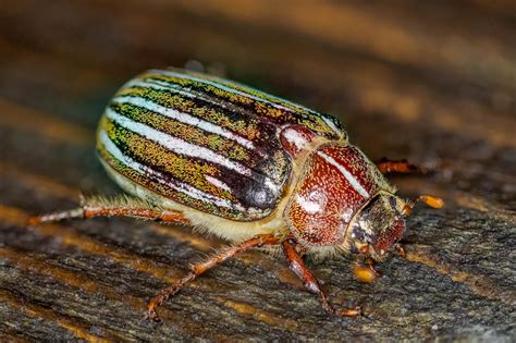 Ten Lined June Beetle Polyphylla Decemlineata 4691x3123 Oc R