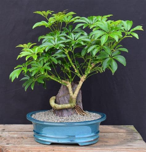 Hawaiian Umbrella Bonsai Treecoiled Trunk And Root Over Rockarboricola