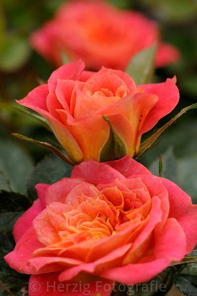 Photo Rosa Mandarin Rose Zwergrose By Tina Horst Herzig