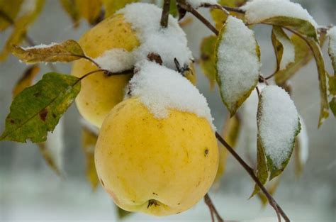 Зимние сорта ГРУШ: лучшие поздние грушы с описанием и фото - Почва.нет