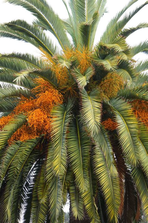 Palm Tree Flowers Images Leon Huerta