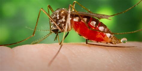 Why Mosquitoes Are Considered The Worlds Deadliest Animal