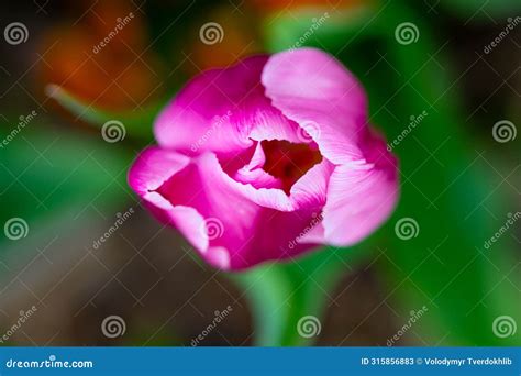 Vagina Flower Concept Flower Vulva And Clitoris Concept Flowers