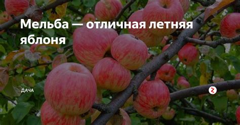 Мельба — отличная летняя яблоня | Дача | Дзен