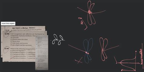 In Gymnosperms The Ovule Is Naked Because Filo
