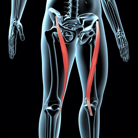 hip flexor muscles anatomy hip flexors   muscle  functions