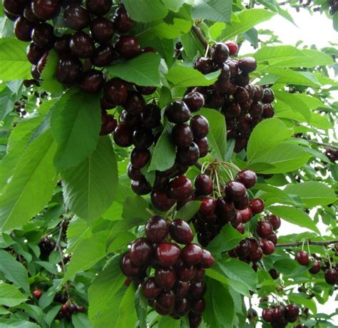 Купить саженцы Черешня Народная в питомнике. Для сорта Черешня Народная ...