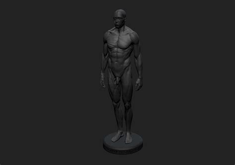 Artstation Ecorché Anatomy Male Reference Model 3d Print Ready