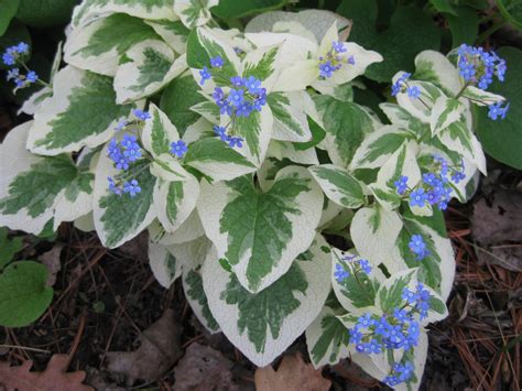 Бруннера крупнолистная (brunnera macrophylla): фото и описание, посадка ...