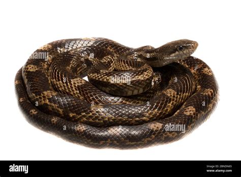 Gray Rat Snake Hi Res Stock Photography And Images Alamy