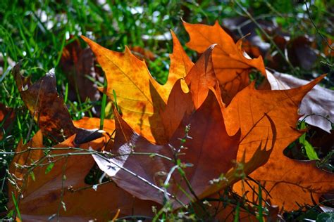 Какие деревья не сбрасывают листья на зиму, почему листав должна ...