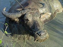 kerbau wikipedia bahasa melayu ensiklopedia bebas
