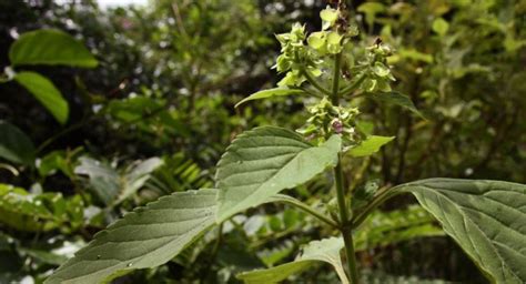 Medicina Maya La Albahaca De Monte Como Una Soluci N A Las