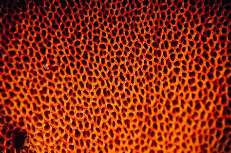 Take The Ultimate Trypophobia Test Page 11 Solution Tales