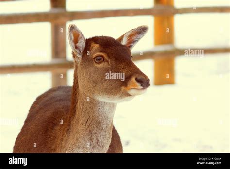 Deer Without Horns High Resolution Stock Photography And Images Alamy