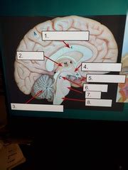 Human Brain and Cranial Nerves Lab Exam 3 | Quizlet