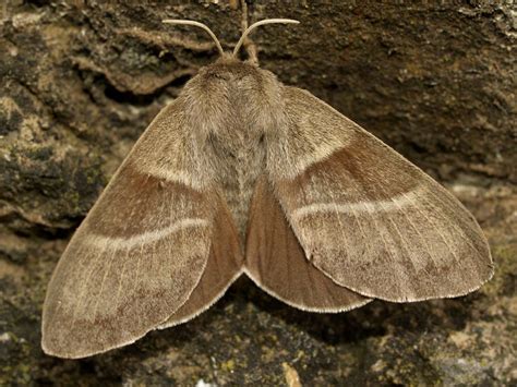 Polilla De La Zarzamora Invertebrados Del Mass S Del Montseny