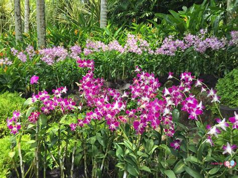 National Orchid Garden : National Orchid Garden - Come here to enjoy and appreciate the beauty ...