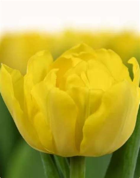 Тюльпан пионовидный Nikon - КРОНА