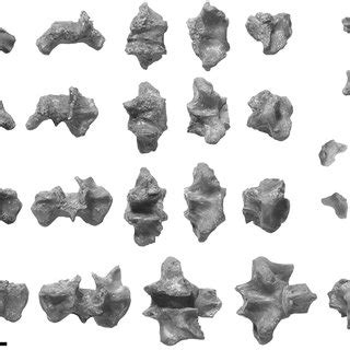 Pdf Dallasaurus Turneri A New Primitive Mosasauroid From The Middle
