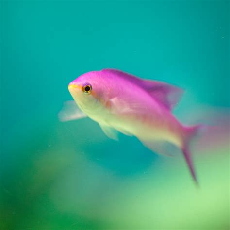 Pink Fish At Shinagawa Aquarium Steven Shigeo Yamada Flickr