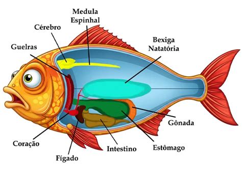 Órgão Reprodutor Do Peixe - Anatomia dos Peixes: Estrutura, Órgãos e Eles Sentem Dor?