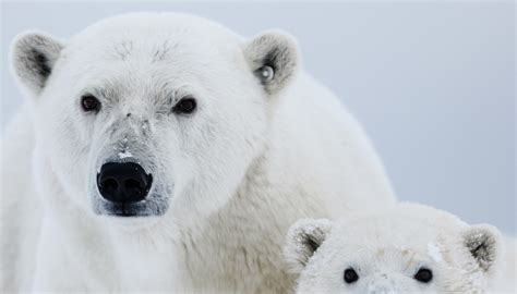 Gli Orsi Polari Si Estingueranno Entro La Fine Del Secolo La Previsione