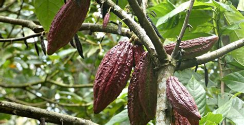 Cacao Prezzi Alle Stelle Un Mercato Dal Retrogusto Amaro MasterX