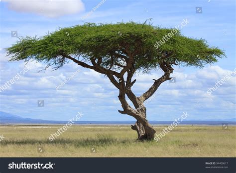 Large Acacia Tree Open Savanna Plains Stock Photo Edit Now 94409617